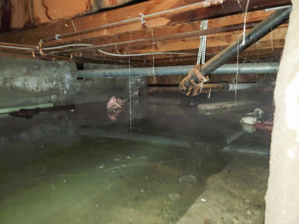 Best Flood damage cleanup  in Waterman, IL